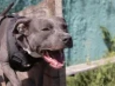 Schronisko może wydać Ci psa mordercę. Konieczna jest zmiana prawa