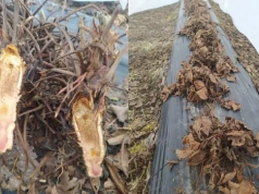 Truskawki po zimie: uszkodzenia zależnie od lokalizacji – komunikat truskawkowy Timac Agro (13.03.2026)