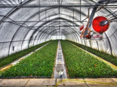 Tunel foliowy z dotacją? Resort rolnictwa rozwiewa wątpliwości