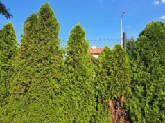 Tuje przestają być numerem jeden w ogrodach. Te rośliny dają piękny żywopłot