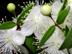Nie możesz zasnąć lub budzisz się w nocy? Postaw w sypialni tę roślinę