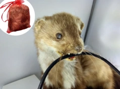 Położyli mały woreczek na poddaszu. „Kuny zniknęły w kilka dni”