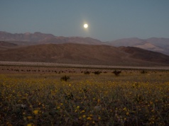 Niezwykłe zjawisko w Dolinie Śmierci. Pojawiło się pierwszy raz od dekady