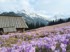 Polana Kalatówki. Jedna z najłatwiejszych tras spacerowych w Tatrach