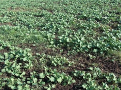 Przesiewanie rzepaku ozimego. Jak nawozić rzepak jary, żeby nie stracić plonu?