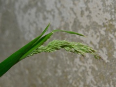 Najlepszy sposób na powstrzymanie chwastów zanim się pojawią. Kluczowy jest moment