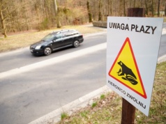 Na ratunek płazom w Łagiewnikach. Powstały specjalne zapory