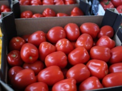 Płacą za nie każde pieniądze. Zaskakujące ceny w Broniszach