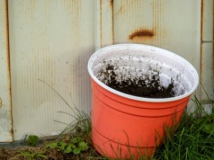 Żegnamy plastikowe doniczki. Unijny zakaz to absurd?