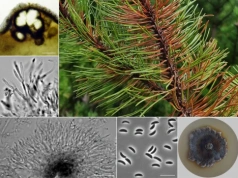 Polscy naukowcy odkryli nowy gatunek grzyba. „Poszerza wiedzę o różnorodności taksonomicznej”