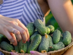 Te ogórki są najlepsze do kiszenia. Jedna odmiana bije inne na głowę