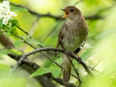 Wiosenny śpiew ptaków: co naprawdę oznaczają ich poranne "koncerty"?
