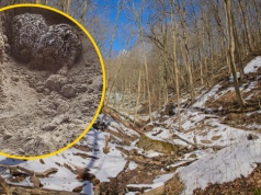 Pojawiają się w marcu w lasach. Pilny apel ekspertów. "Nie dotykaj"