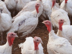 Grypa ptaków nie odpuszcza. Polska z nowymi ogniskami