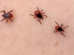 Ukąszenia kleszczy? Feromony mrówek mogą okazać się skuteczną barierą