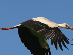 Wszyscy na to czekali. Bociany zleciały się na polski biegun zimna