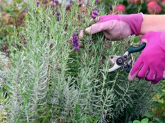 Większość osób przycina lawendę za późno. Ten termin ma kluczowe znaczenie