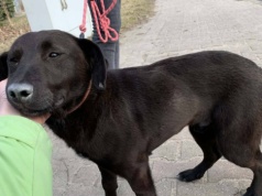 Konińskie schronisko apeluje: te psy wciąż czekają na swój dom