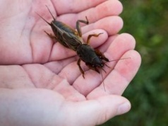 To jeden z największych owadów w Polsce. Gdy zobaczysz, od razu reaguj