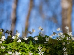Równonoc wiosenna dawniej i dziś. Prosty rytuał miał zapewnić dostatek