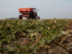Błędy w regulacji rozsiewacza mogą kosztować plon. Jak dokładnie wysiać nawozy?