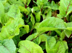 Sprytny trik w uprawie buraków. Posadź obok nich te rośliny