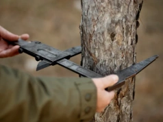 Masz drzewo na działce? Możesz je wyciąć bez pozwolenia — ale tylko w tych przypadkach