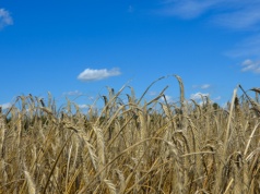 Jaki będzie rynek zbóż w 2026 roku? Prognoza eksperta