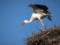 Pierwsze bociany zlatują na Suwalszczyznę – polski biegun zimna