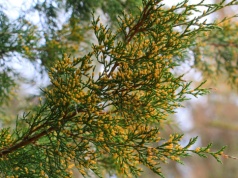 Od 1 marca do 30 września zakaz przycinania żywopłotu. Wiosenne porządki muszą poczekać