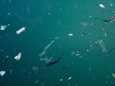 Widłonogi transportują setki cząstek mikroplastiku dziennie. Nowe badanie ujawnia skalę problemu