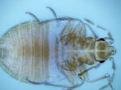 Ludzie ich nie znoszą. Nagle odkryto, czego naprawdę boją się pluskwy