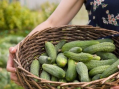 Kup w aptece i spryskaj ogórki. Będziesz je zbierać z grządek wiadrami