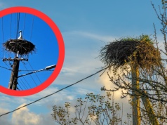 "Mamy go i my!" Leśnicy nie kryją dumy i zachwytu