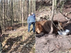 Pies zaplątany w łańcuch konał w lesie. Czworonoga znalazł leśniczy