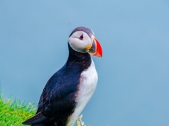 Tysiące martwych ptaków na europejskich plażach. Tak źle nie było od dekady