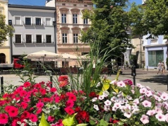 Miasto szykuje się do wiosny - kupi setki sadzonek