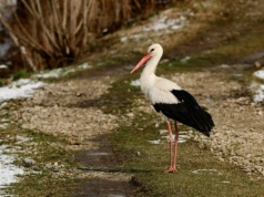 Bociany dotarły na polski biegun zimna. To oznacza jedno