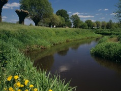 Zbiera się ją zanim pojawią się liście. Pomaga przy bólach stawów i przeziębieniu
