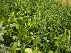 Dikamba w uprawie soi. Herbicyd do walki z trudnymi chwastami