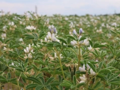 Jak obliczyć normę siewu łubinu i kiedy go siać?