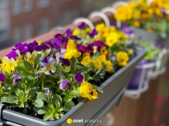 Te kwiaty posadź już w marcu. Są odporne na kaprysy pogody