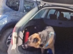 Zauważyła psa zamkniętego w aucie. To, co wydarzyło się później, łapie za serce