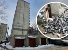 Olsztyn. Codziennie o godz. 14 pod blok przy Narutowicza zlatują się gołębie. Sąsiedzi mają dość