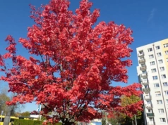 Klon czerwony – Acer rubrum