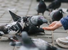 Absurdalnie wysoka kara za karmienie gołębi wzbudza opór