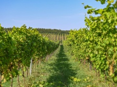 Polska Toskania istnieje naprawdę. 850 lat tradycji i dziesiątki winnic. Region rozkwita