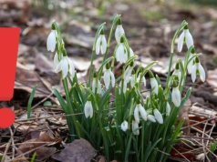 Te popularne wiosenne kwiaty są trujące. Uważaj na nie w ogrodzie