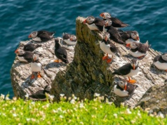 Zamieszkaj na wyspie. Jest tylko jeden warunek