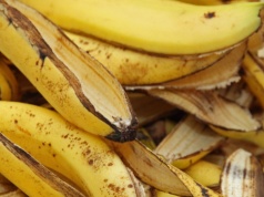 Banany już raz zniknęły. Cały świat opiera się na jednej odmianie